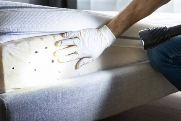 Professional Pest Control in New Brighton, MN