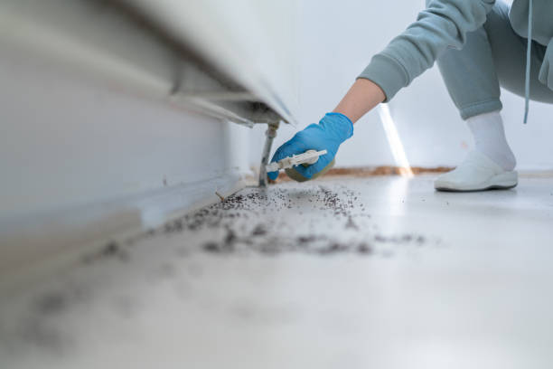 Best Local Pest Control Services  in New Brighton, MN